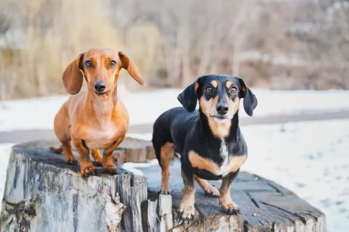 Canine Friendships