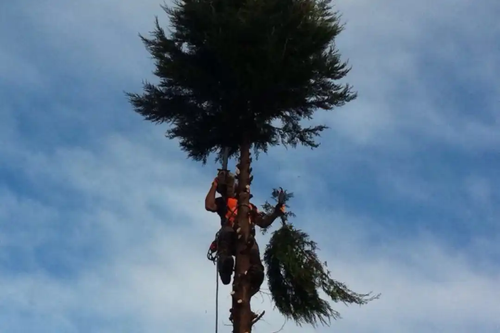Professional Tree Removal in Parramatta by Sydney Urban Tree Services.png