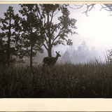 Photography Emmerich landschaft reh