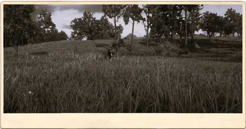 Photography Emmerich landschaft pferd.png