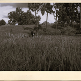 Photography Emmerich landschaft pferd