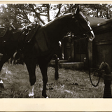 Photography Emmerich Pferd