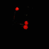 IMG 0020 1