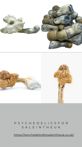 psychedelic mushroom sale in the uk online.png