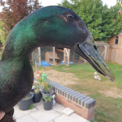 IMG 20200810 134434 987