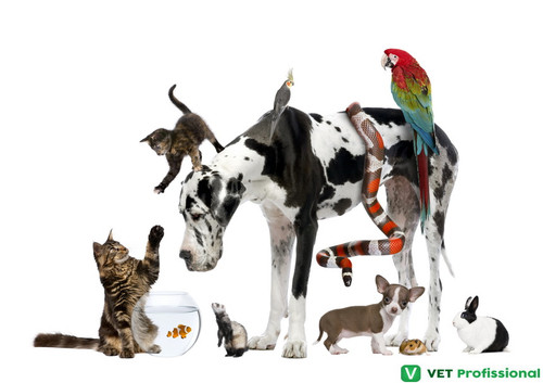 pets adopet.jpg