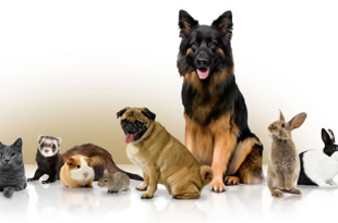 pets adopet.png