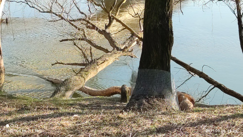 IMG 20210306 155437 1.jpg