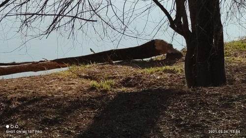 IMG 20210306 155449 1.jpg