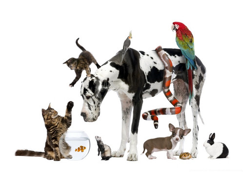 pets adopet.jpg