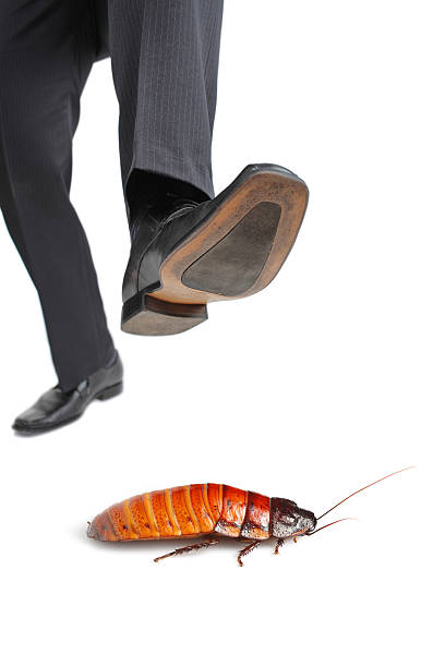A giant foot about to step on a cockroach isolated on white background.jpg