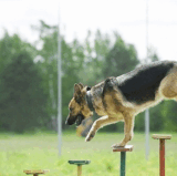 Expert Dog Training in Atlanta Behavioral & Obedience Services.gif