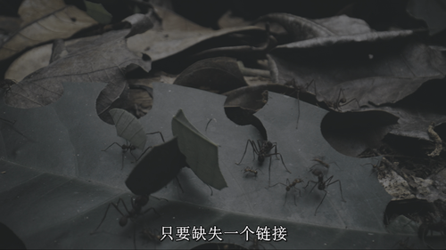 Our.Living.World.S01E01.2024.2160p.NF.WEB DL.DDP5.1.Atmos.DV.HDR.H.265 HHWEB.mkv 20250207 153017.095.png