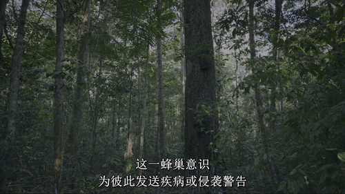 Our.Living.World.S01E01.2024.2160p.NF.WEB DL.DDP5.1.Atmos.DV.HDR.H.265 HHWEB.mkv 20250207 153019.655.png