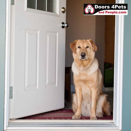 Convenient and Durable Exterior Pet Ready Doors Solution.jpg