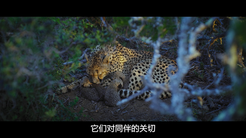 Animal.S01E01.Big.Cats.2160p.NF.WEB DL.DDP5.1.Atmos.HDR.HEVC HHWEB.mkv 20250208 123554.225.png