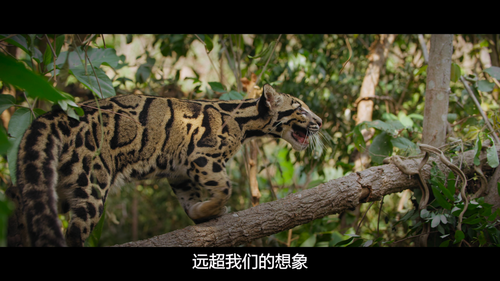 Animal.S01E01.Big.Cats.2160p.NF.WEB DL.DDP5.1.Atmos.HDR.HEVC HHWEB.mkv 20250208 123609.416.png