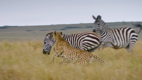 Animal.S01E01.Big.Cats.2160p.NF.WEB DL.DDP5.1.Atmos.HDR.HEVC HHWEB.mkv 20250208 123623.737.png