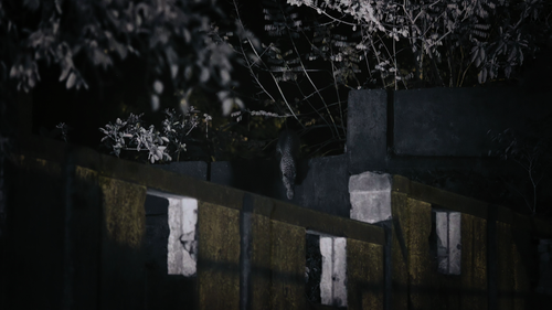 Animal.S01E01.Big.Cats.2160p.NF.WEB DL.DDP5.1.Atmos.HDR.HEVC HHWEB.mkv 20250208 123618.465.png