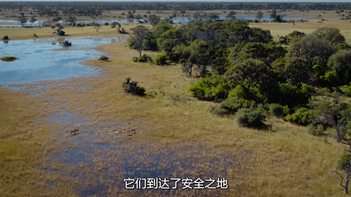 Animal.S01E01.Big.Cats.2160p.NF.WEB DL.DDP5.1.Atmos.HDR.HEVC HHWEB.mkv 20250208 123628.344.png