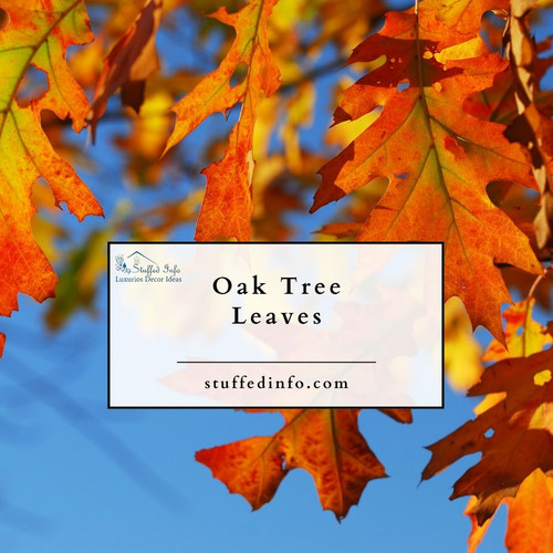 Oak Tree Leaves.jpg