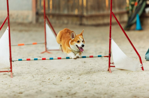 Best Dog Training Dublin.png
