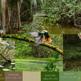 updated fish in forest