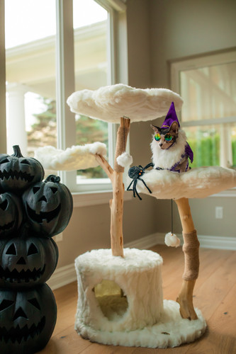 Spooky Fun with the Teddy Blanc Tres.1