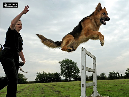 Expert Dog Training in Midtown Atlanta Solid K9 Solutions.jpg