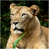 PSNA 1C33C4C1937819FE95A59F0FCFBBCD3B6D3D250B