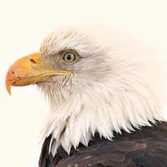 PSNA 4CEE890B3658623458FC51F6ADCC37A0D9B889D7.png