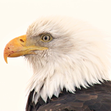 PSNA 4CEE890B3658623458FC51F6ADCC37A0D9B889D7