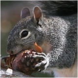 PSNA 3A7BA9E05E01EB3856AD6135B732E35487401148