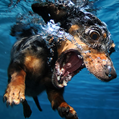 PSNA 0B62A4BC9436DF9D6B369F3A35C5F184C8B3489A.png