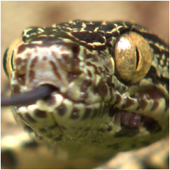 PSNA E8F20560845C3CEC9A831C2FF8F82F5C81A67EA4.png