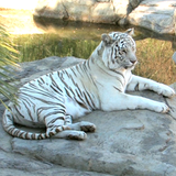 PSNA D74BA7E6D740B562BC078187468699343D1CD907