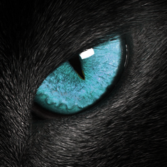 PSNA D50F22835E75E45E8CA83809DA04FC2EED53FC93.png