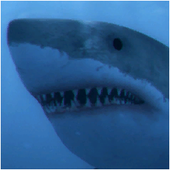 PSNA E40B0892789A8E60E8A92E19BB24CABB2F1732A7.png