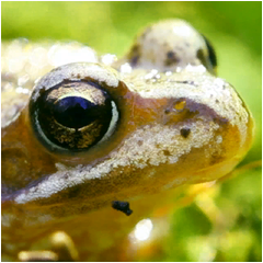 PSNA E3CC565C88AC13A3C395790CDB549F99BA460BC5.png