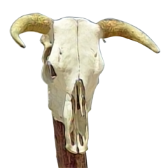 PSNA 21647BFFB6EBC5588F69DF0972938F0DF8F9A3E2.png