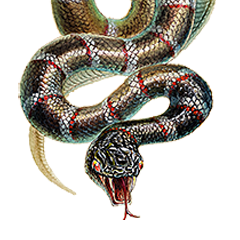 PSNA 54197E1C6614A12A5F88167F81D0C8D66076F470.png