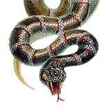 PSNA 54197E1C6614A12A5F88167F81D0C8D66076F470