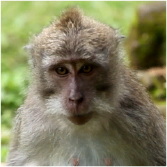 PSNA 97321BD7F19B3F18BD835B86F9F0F0A6466A47C6.png