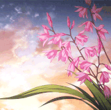 83FA53AC 519A 4AD1 83B7 C5F48C258A2B.gif