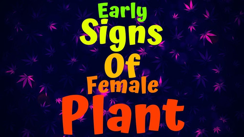 early signs of female plant.jpg