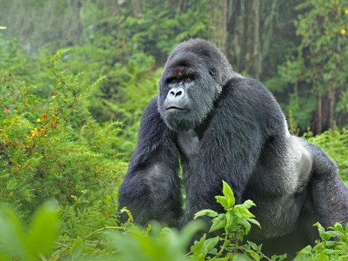 Mountain Gorilla Silverback WW22557.jpg