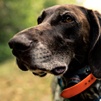 german shorthaired pointer2.jpg