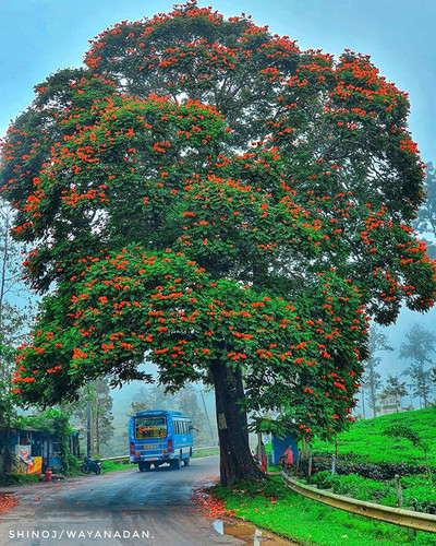 GKK Wayanad ninnoru pularkala kazhcha NC 335.jpg