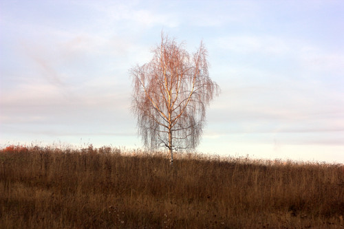 IMG 2747 1b.jpg