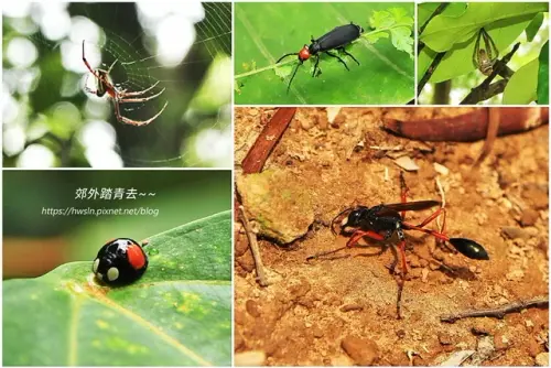 00005 新埔鎮文山步道.webp